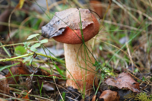 Seta comestible en el bosque