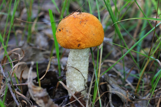 Una seta comestible en primer plano del bosque.