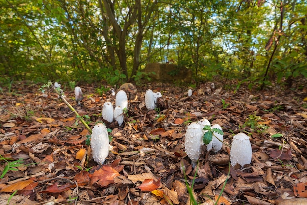 Seta Coprinus comatus en bosque otoñal