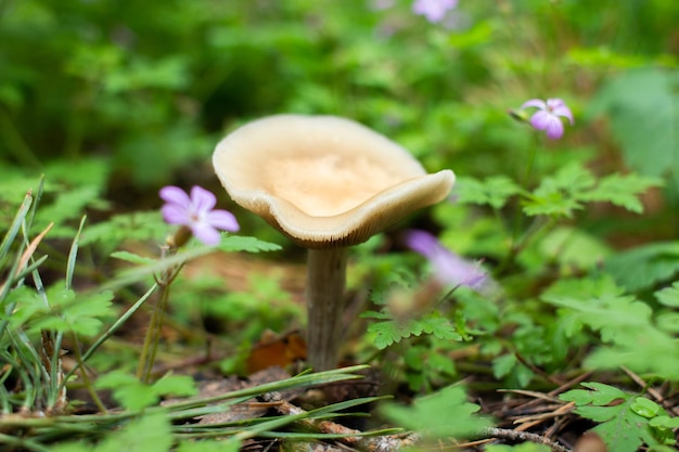 La seta crece en flores en el bosque