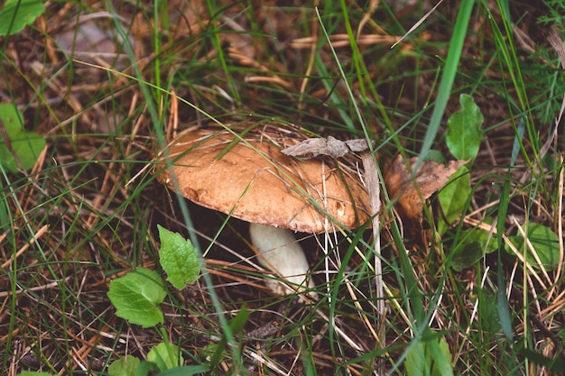 Seta engrasadora en la hierba closeup hongo closeup en el bosque