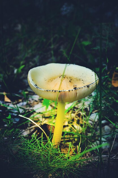 Seta fabulosa brilla en un bosque oscuro