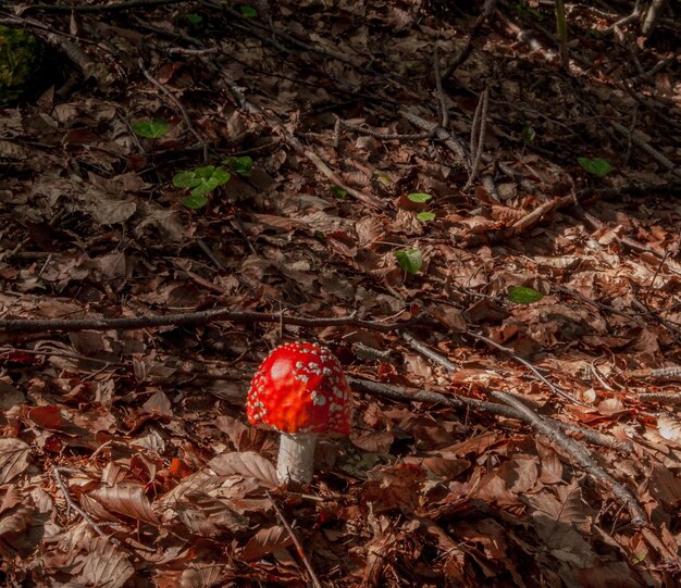 Seta hermosos cuentos de hadas en el bosque