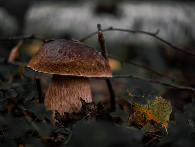 Seta de hongo blanco. Hongos boletus blancos populares en el bosque.