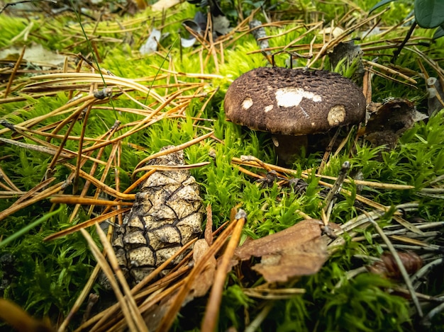 Foto seta de leche negra lactarius necator en un claro del bosque junto a un cono de pino foto horizontal