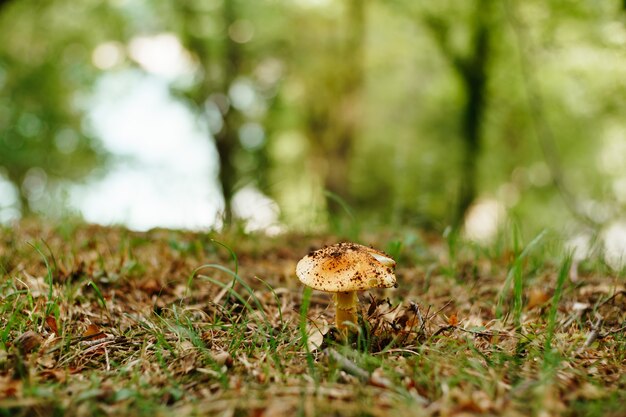 Seta Lepiota en la hierba con follaje de otoño en el bosque