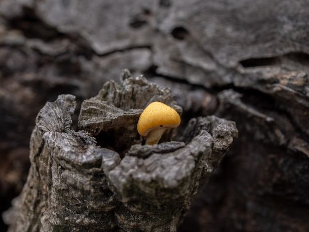 Seta en madera de un árbol caído.