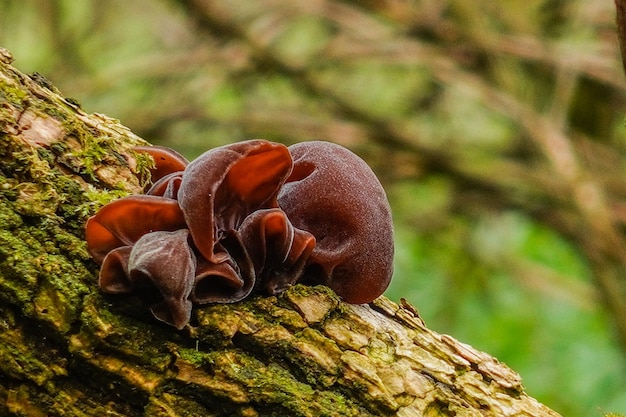 Seta de madera fresca en un árbol en el bosque después de la lluvia