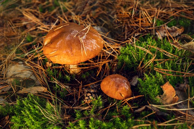 Seta mantecosa comestible en un claro del bosque