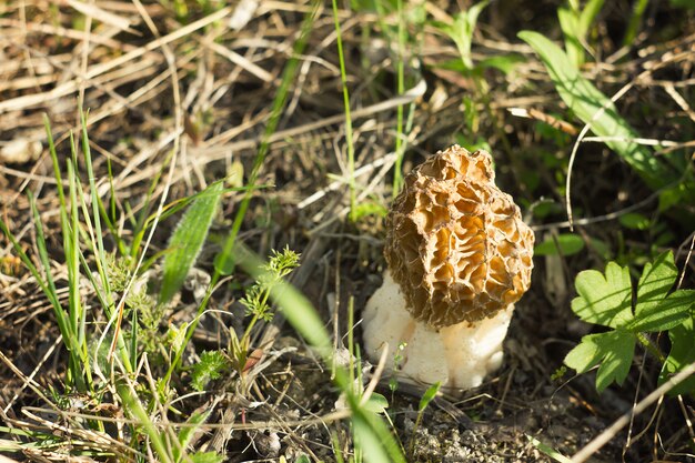 Seta Morel, cosecha de otoño, vida silvestre