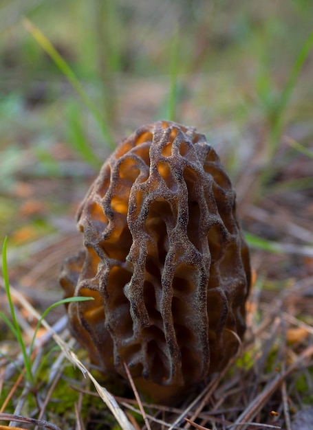 Seta Morel Morchella esculenta comestible de cerca en un bosque en Grecia