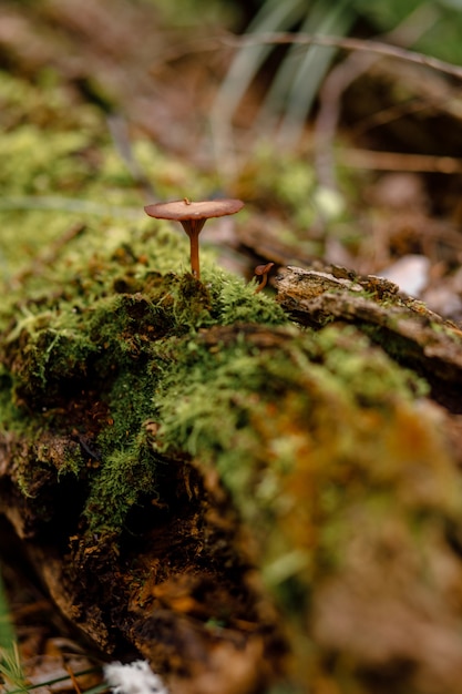 Seta no comestible crece en un viejo tronco con musgo en el bosque