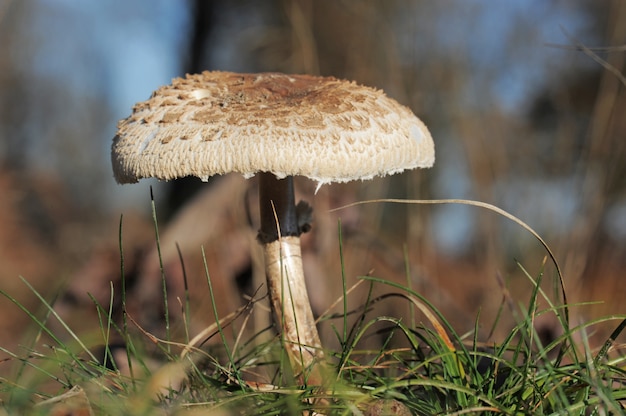 Seta de parasol en un campo