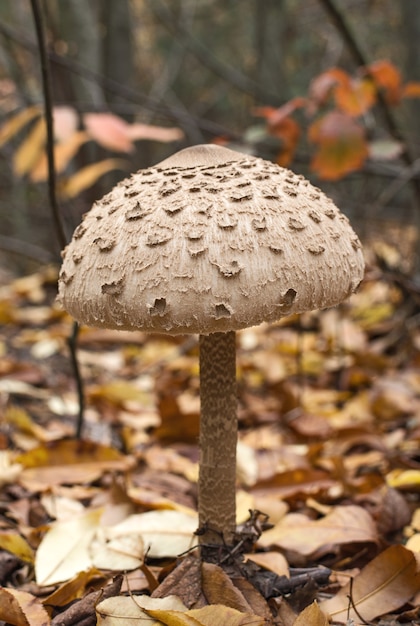 Foto seta parasol macrolepiota procera en el bosque de otoño