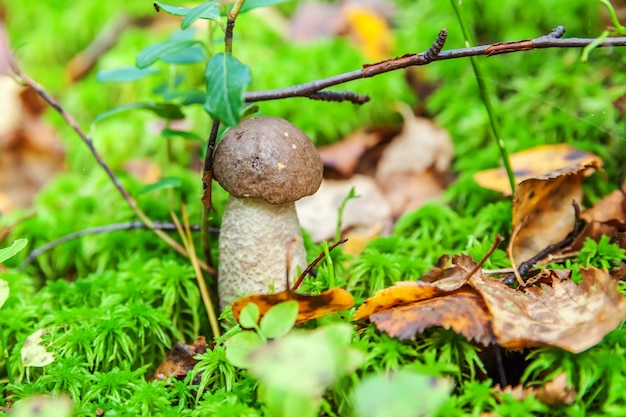 Seta pequeña comestible con tapa marrón Penny Bun leccinum en musgo fondo de bosque de otoño