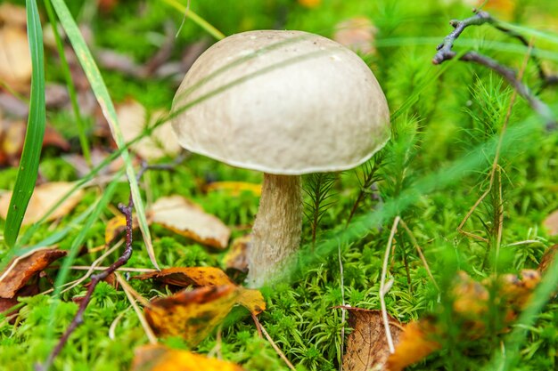 Seta pequeña comestible con tapa marrón penny bun leccinum en musgo otoño bosque fondo hongo en t ...