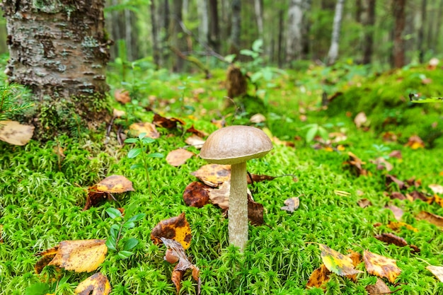 Seta pequeña comestible con tapa marrón penny bun leccinum en musgo otoño bosque fondo hongo en t ...