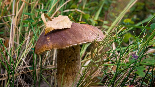 Seta porcini comestible en un primer plano del claro del bosque bajo la luz del sol con un hermoso bokeh