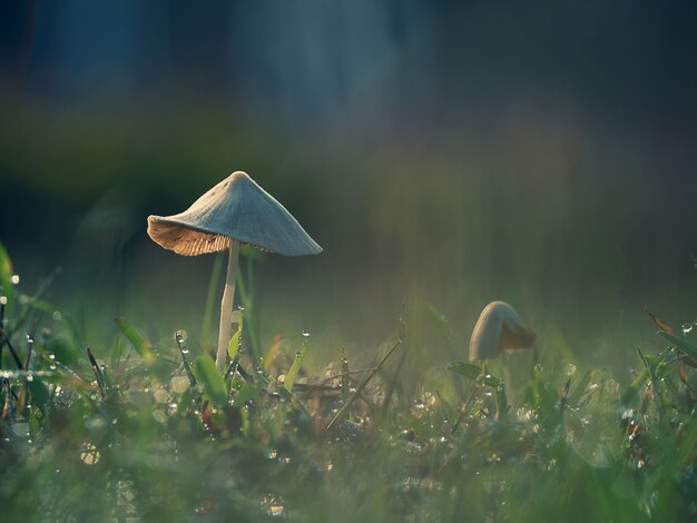 Foto seta primer plano hermoso en el jardín, seta con prado verde