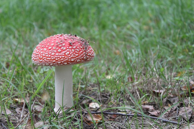 Seta roja hermosa hierba de la pradera