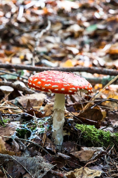 Seta seta roja en el bosque amanita muscaria