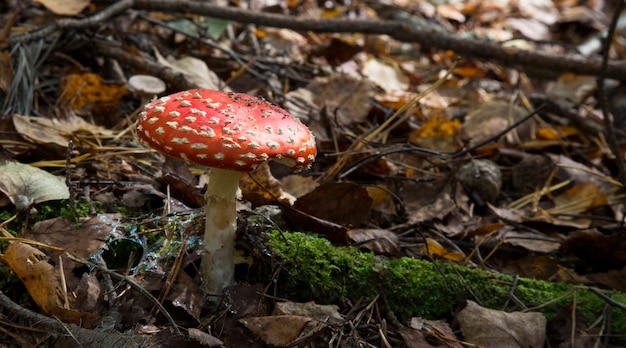 Seta seta roja en el bosque. Hongo psicoactivo con efectos alucinógenos