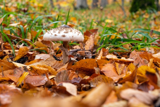 Seta Shaggy Parasol en un bosque. Chlorophyllum rhacodes