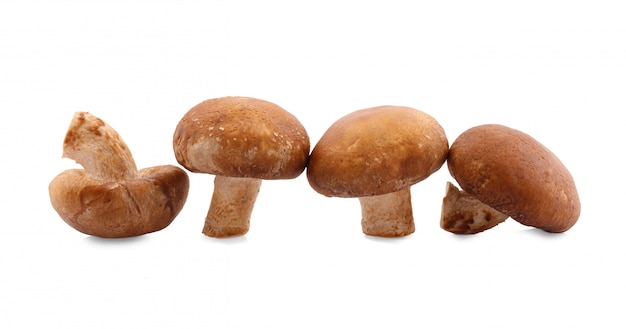 Seta Shiitake en el Blanco