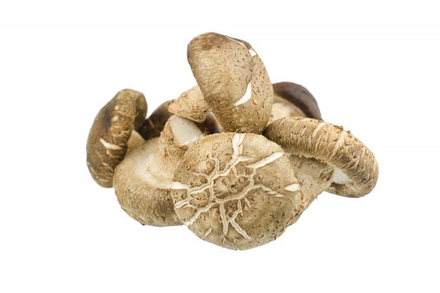 Seta shiitake isolatedon blanco