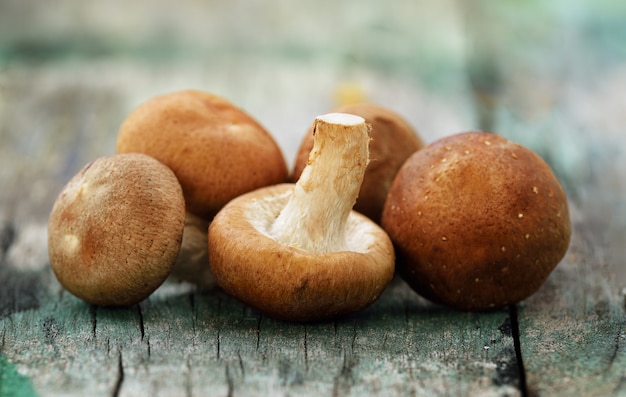 seta shiitake en la madera vieja