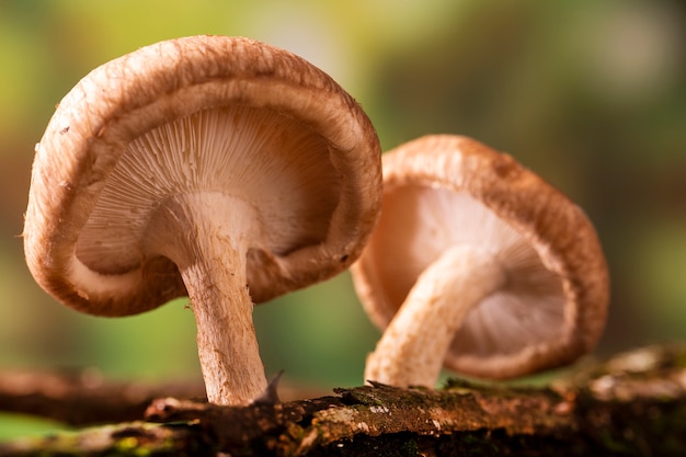 Seta shiitake que crece en el árbol.