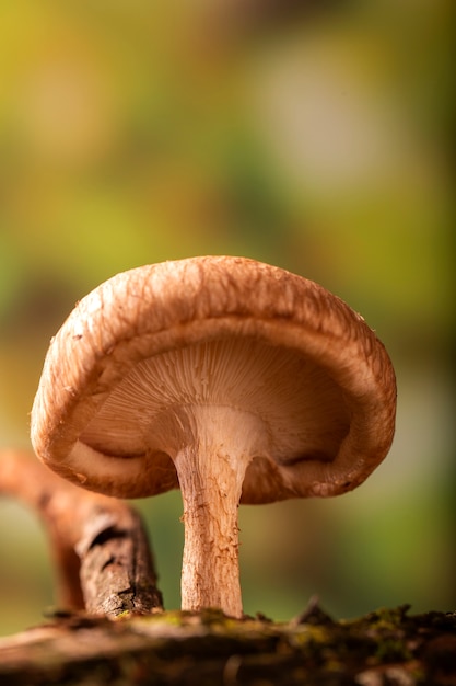 Seta shiitake que crece en el árbol.