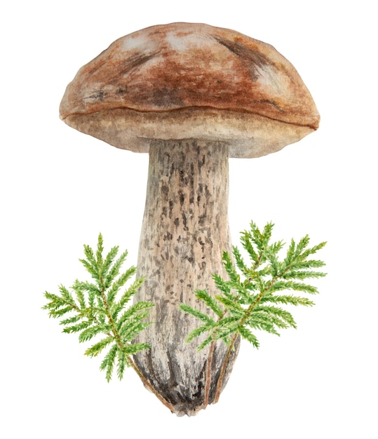 Seta silvestre y musgo acuarela dibujada a mano ilustración botánica realista Boletus del bosque aislado sobre fondo blanco Ideal para imprimir en postales de tela invitaciones menús