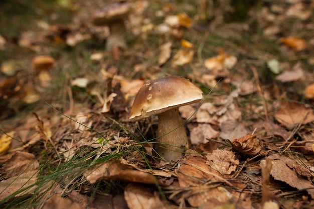 Foto seta en el suelo del bosque