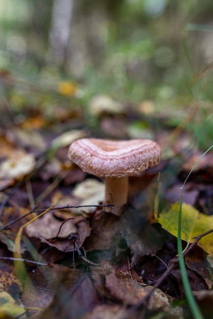 Seta de tapa lechosa de coral en fotografía macro de bosque de otoño