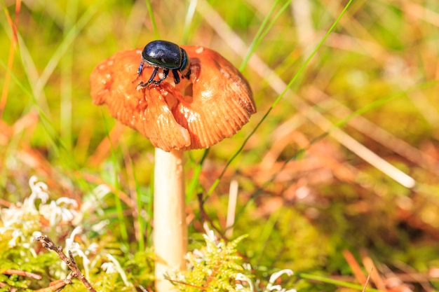 Seta toadstool y escarabajo en primer plano