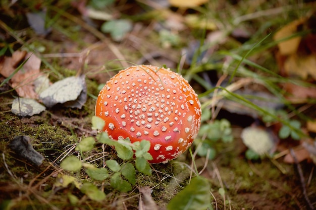 Seta venenosa del agárico de mosca que crece en la hierba no comestible