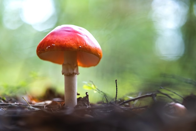 Seta venenosa del agárico de mosca roja que crece en el bosque del otoño