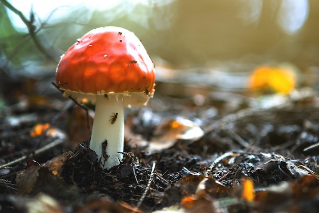 Seta venenosa del agárico de mosca roja que crece en el bosque del otoño