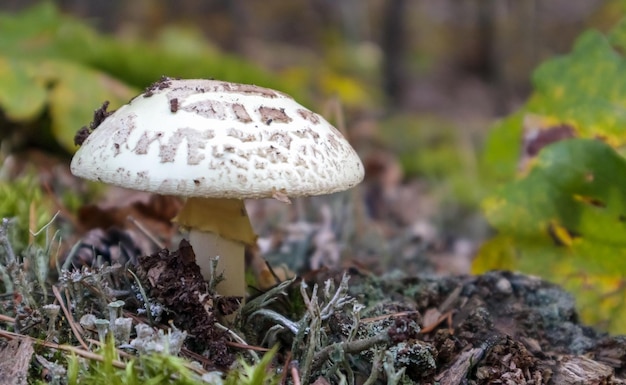 Seta venenosa amanita blanca Amanita citrina. Un hongo tóxico, venenoso y alucinógeno en agujas y hojas en el contexto de un bosque otoñal. Enfoque selectivo, fondo borroso.