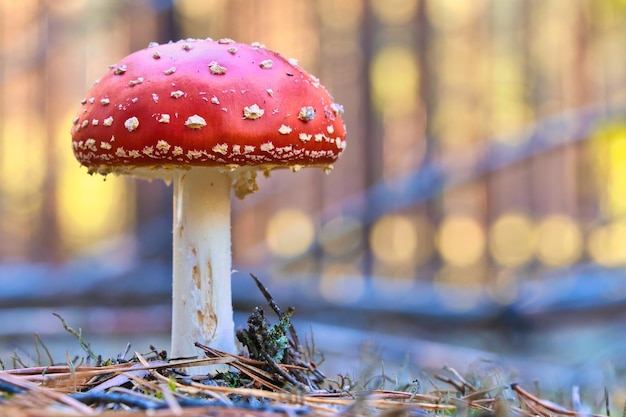 Seta venenosa en el fondo de un bosque de coníferas en el bosque Seta venenosa