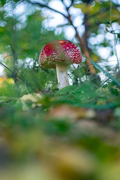 Seta venenosa roja y blanca del agárico de mosca en el bosque