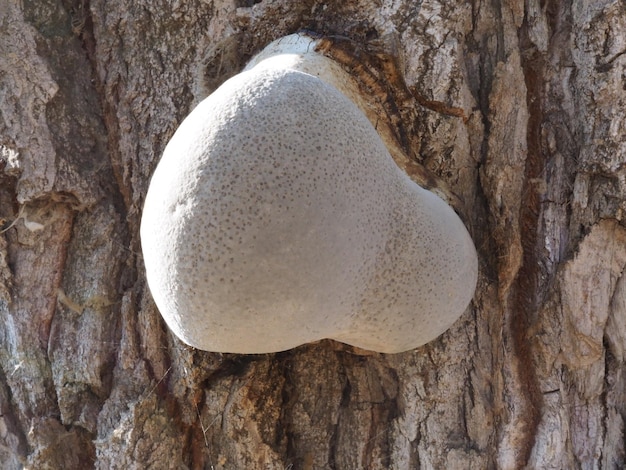 seta de yesca en un árbol