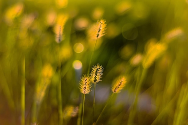 Setaria viridis im Park