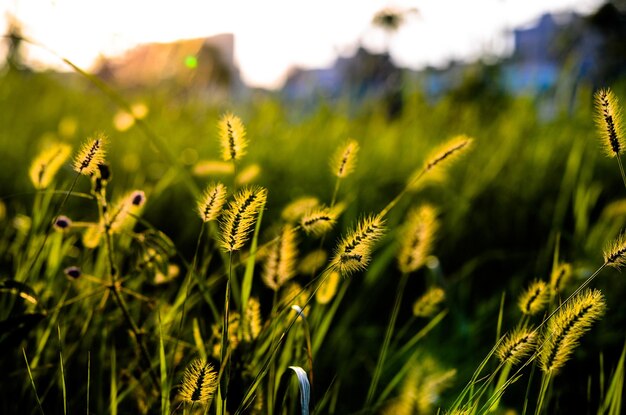 Setaria viridis im Park