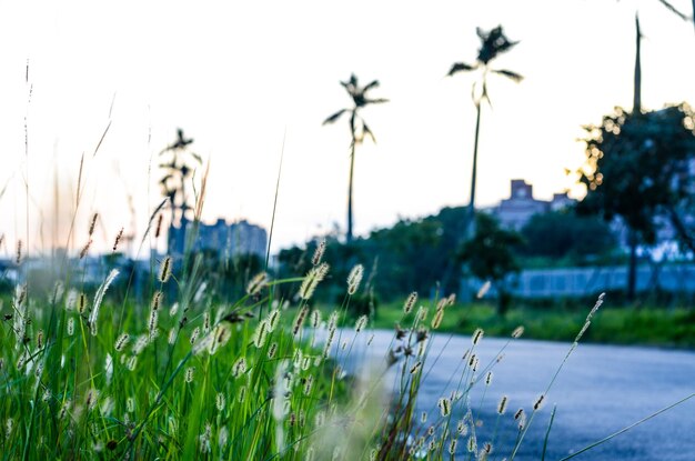 Setaria viridis im Park