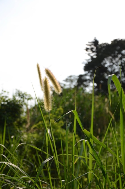 Setaria viridis im Park