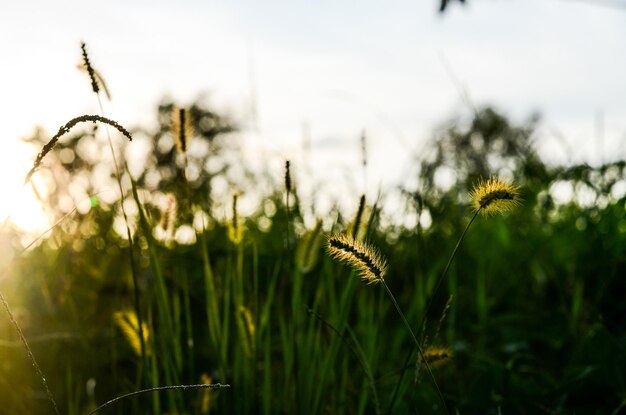 Setaria viridis en el parque