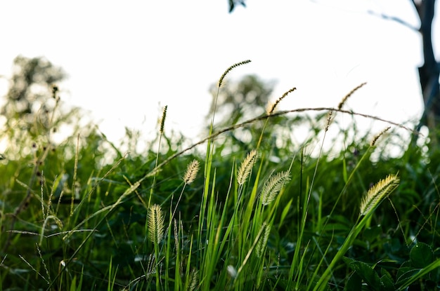 Setaria viridis en el parque