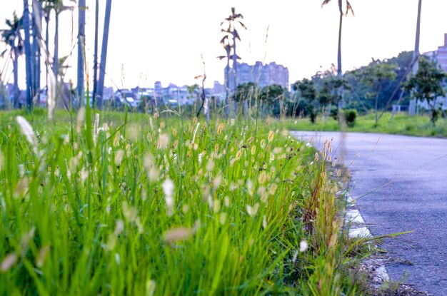 Setaria viridis en el parque